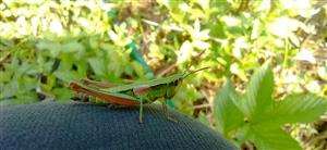  Euthystira brachyptera M