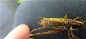  Metrioptera roeselii