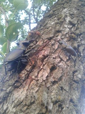 Lucanus cervus