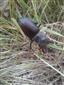 Lucanus cervus