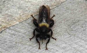Laphria ephippium (Fabricius, 1781)