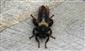 Laphria ephippium (Fabricius, 1781)