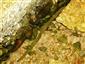 Haemopis sanguisuga (Linnaeus, 1758)