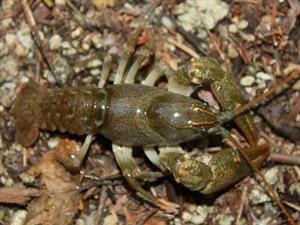 Austropotamobius torrentium