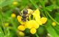 Anthidium manicatum (Linnaeus, 1758)