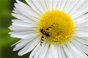 Urophora quadrifasciata