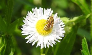 Ploskočielka Halictus subauratus