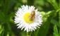Halictus subauratus (Rossius, 1792)