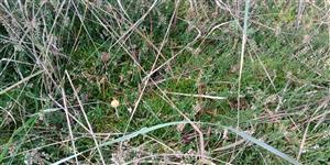 Calluna vulgaris.