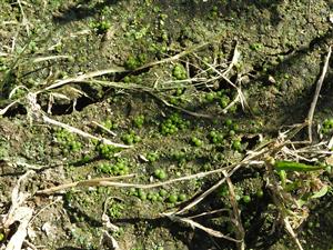Botrydium granulatum.