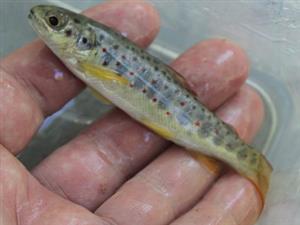 Salmo trutta morpha fario