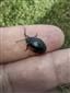 Galeruca (Galeruca) tanaceti tanaceti (Linnaeus, 1758)
