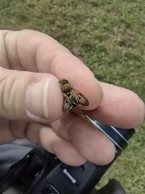 Ectophasia crassipennis_Špania_Nová Bošáca