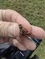 Ectophasia crassipennis (Fabricius, 1794)