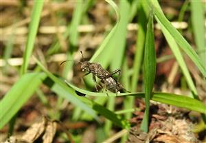 Obrúbnica (Alydus calcaratus)