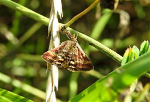 Vijačka stepná (Pyrausta despicata)