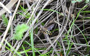 pestrica Eupeodes corollae