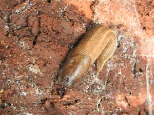 Limax cinereoniger WOLF, 1803