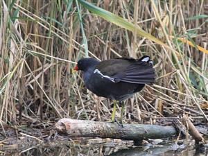 Gallinula chloropus