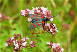 Vretienka obyčajná (Zygaena filipendulae)