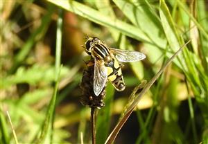 Pestrica Helophilus trivittatus