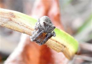 Križiak hrbatý (Araneus angulatus)