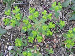 Euphorbia_helioscopia_Dolna_Suca