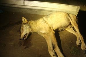 Canis lupus 