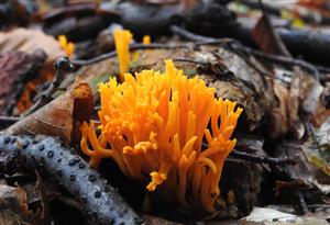 Parôžkovec lepkavý (Calocera viscosa)