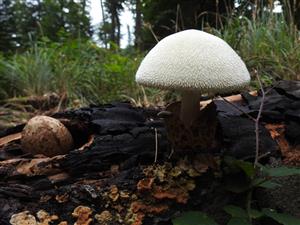 Pošvovec stromový (Volvariella bombycina)