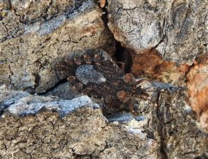 Podkôrnička Aradus betulae