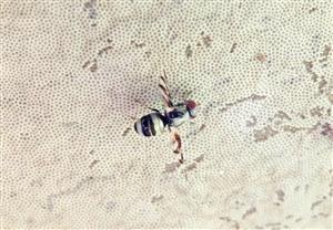 Myennis octopunctata