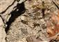 Vespula vulgaris (Linnaeus, 1758)