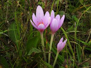 Jesienka obyčajná (Colchicum autumnale)