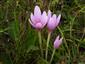 Jesienka obyčajná (Colchicum autumnale)