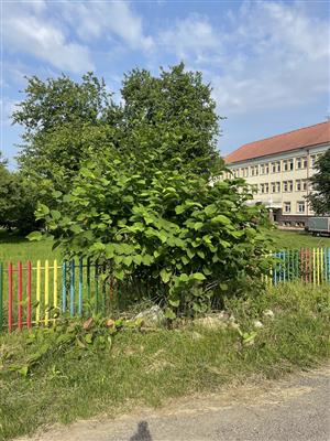 Fallopia japonica