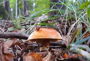 Masliak smrekovcový (Suillus grevillei)