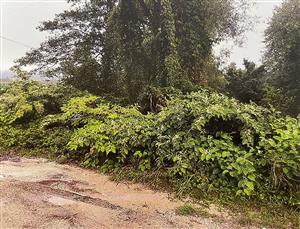 Fallopia japonica