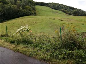 Solidago_Ostry_Grun2_14092023