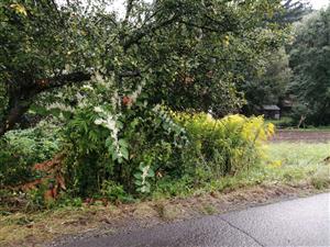 Fallopia_Ostry_Grun3_14092023