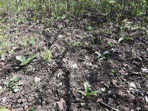 Orchis_pallens_Diviacka_nova_ves2_20042023