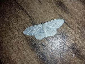 Idaea_aversata_Klucove_2023_10_03
