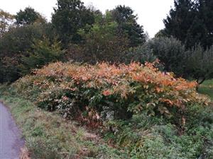 Velke_Pole_Fallopia3_19102023