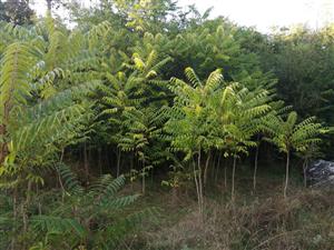Kalvaria_Nitra_ailanthus_kamenolom_15092023