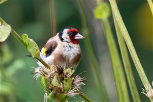 Carduelis carduelis