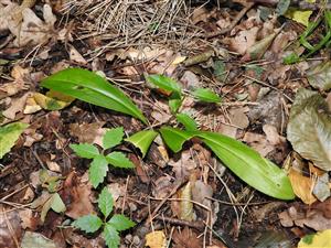 Listy Platanthera sp.