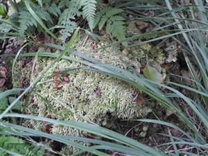 Sphagnum sp.