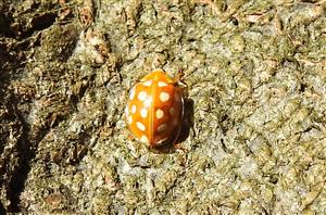 Lienka Halyzia sedecimguttata