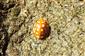 Halyzia sedecimguttata (Linnaeus, 1758)