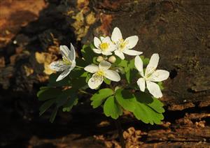Veterník žltuškovitý (Isopyrum thalictroides)